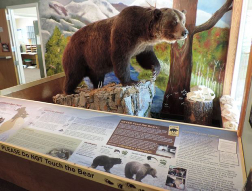 Right side of the display featuring bear against a mural painted by local Lincoln high school students