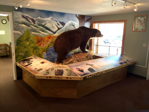 Lincoln Grizzly on display with new interpretive museum surround